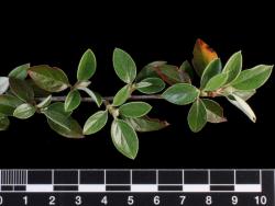 Cotoneaster amoenus: Dorsal view of branch.
 Image: D. Glenny © Landcare Research 2017 CC BY 3.0 NZ